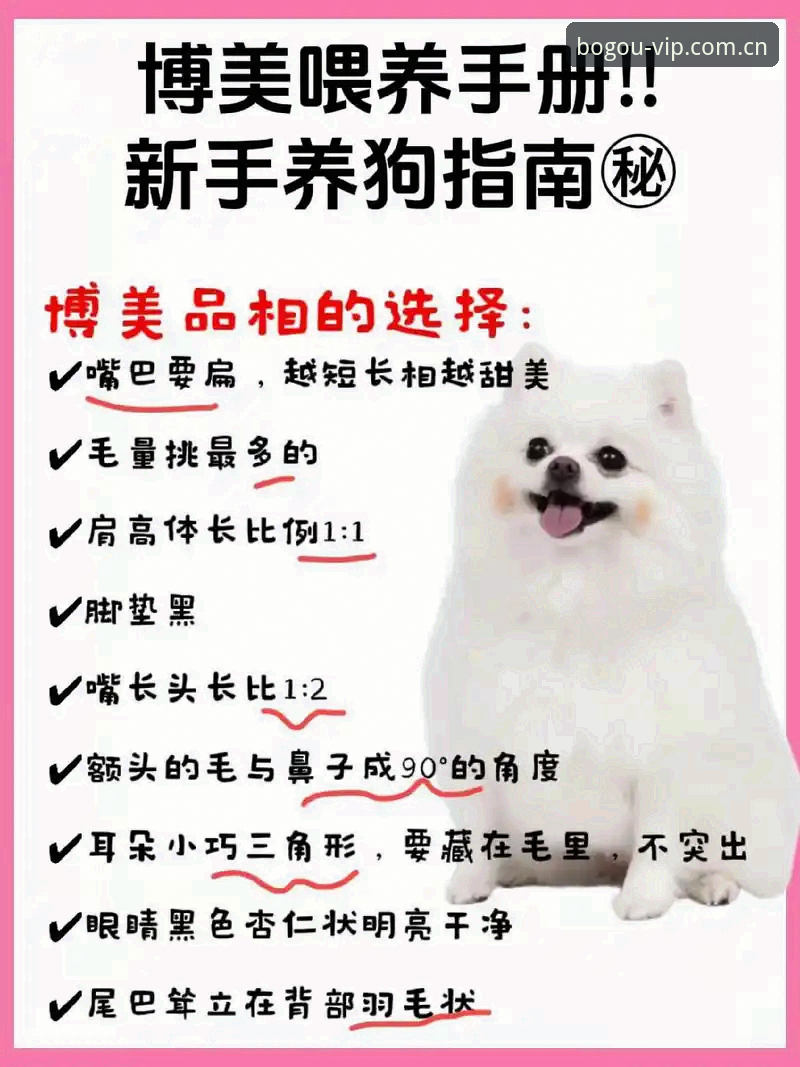 博狗APP最新版 博狗网平台新手完整指南:从官方入口到博狗APP最新版的进阶之路